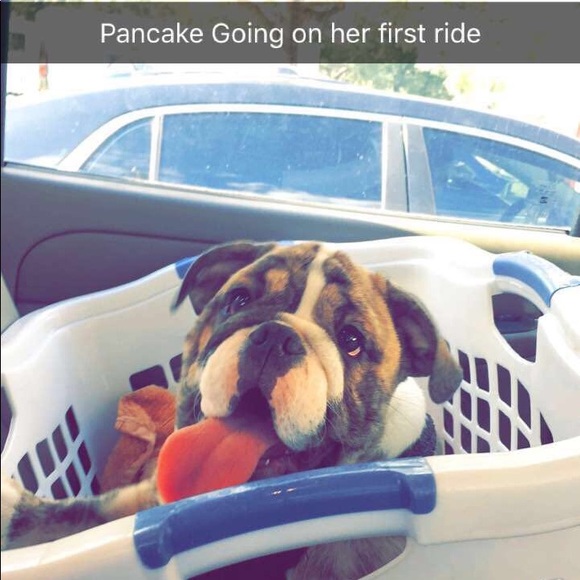 Meet your Poshers dog Pancake - Picture 4 of 6